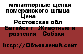 миниатюрные щенки померанского шпица › Цена ­ 30 000 - Ростовская обл., Батайск г. Животные и растения » Собаки   